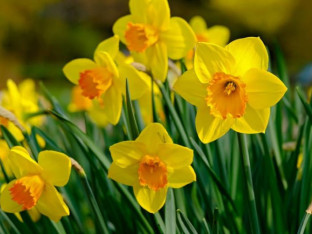 Zanimljivosti o narcisu