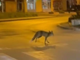 Дивље животиње уочене на више локација у Бањалуци