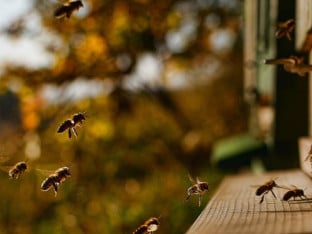Позив пчеларима да прошире легла како не би остали без приноса