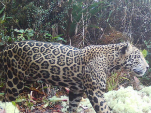 Rijetki jaguar snimljen nakon 10 godina