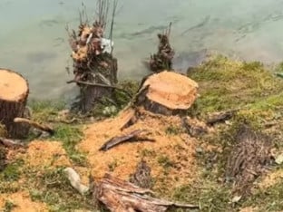 Огласиле се "Воде Српске" о сјечи стабала уз Врбас: Ево на коме је одговорност