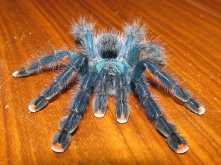 U vozu pronađen paket sa 20 tarantula
