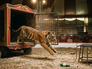 Haos u cirkusu: Tigar skočio među publiku u Rostovu (VIDEO)