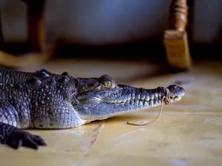 Krokodil ušao u hotel u Zimbabveu u potrazi za hranom