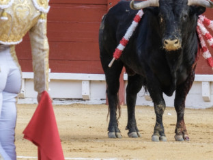 Još jedan toreador teško povrijeđen u borbi sa bikovima