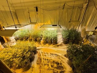 Policija otkrila pet laboratorija za uzgoj marihuane, uhapšena djevojka