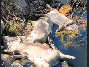 Огласило се министарство: Казнити одговорне за бацање угинулих свиња