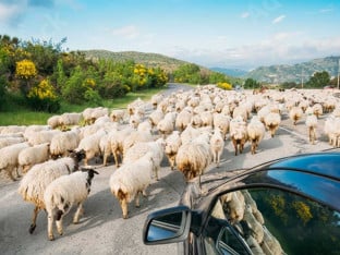Pijan vozilom udario u stado ovaca, 20 usmrtio