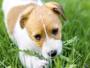 Veterinar objasnio zašto psi jedu travu