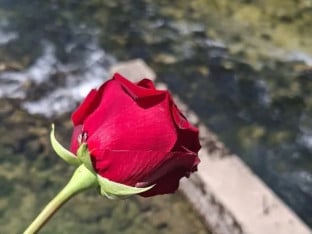 Једанаест ружа за жртве поплава: Добој памти мај 2014. године