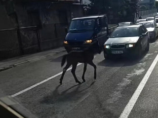 Ždrijebe zaustavilo saobraćaj u Travniku (VIDEO)