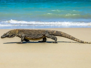 Komodo, divlja strana Indonezije: Ostrva kojima gospodare najveći gušteri na svijetu