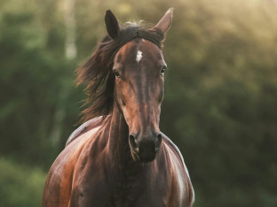 Tragedija: Kobila usmrtila veterinara tokom pregleda