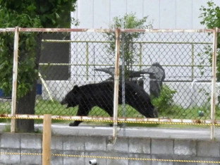 Japanci uhvatili medvjeda zbog kog su zatvorene škole