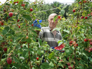 Proizvođači jagodičastog voća počeli berbu:  Malina u hladnjači, cijena u magli
