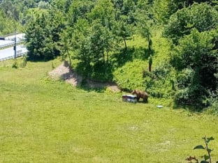 Медвјед уочен међу кућама: Мјештани позвани на опрез