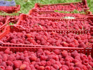 U Bratuncu ukradeno 150 kilograma malina