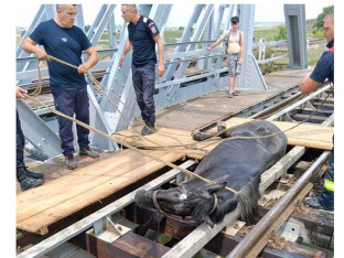 Vojni vatrogasci spasili konja iz smrtonosne zamke na željeznici!
