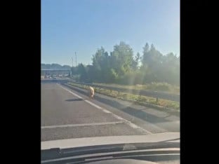 На излазу из Бањалуке: Свиње шетају по ауто-путу (ВИДЕО)