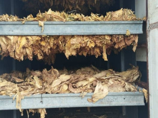 U Šamcu oduzeto 345 kilograma duvana