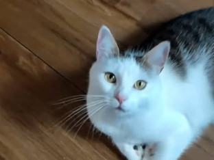 „Vidovita“ mačka izabrala pobjednika meča BiH i SAD (VIDEO)
