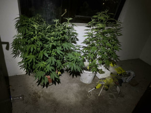 Akcija „Plantaža 2026“ kod Doboja: Na imanju pronađeni marihuana, indijska konoplja i amfetamin