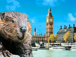 Dabrovi čuvari Londona: Kako su "mali inženjeri" spasili željezničku stanicu od poplava!