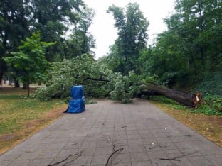 U parku "Mladen Stojanović" u Banjaluci palo drvo