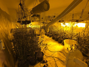 Pronađene tri laboratorije za uzgoj marihuane, uhapšen jedan čovjek