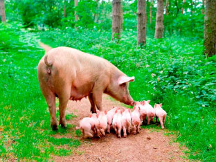 Majčinski instinkt: Trudna svinja pobjegla sa farme da se oprasi u šumi