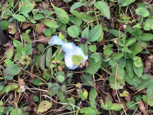 Novi detalji akcije "Pumba": Skočio u Vrbas sa teglom droge