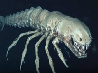 Misteriozni predator iz morskih dubina Tihog okeana