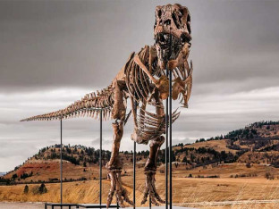 Američki Tiranosaurus reks bi mogao postati najskuplji fosil ikada prodat