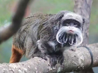 Ukradene dvije bebe carskih tamarina iz francuskog zoološkog vrta