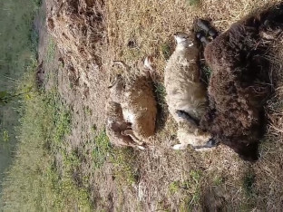 Пси луталице заклали четири овце