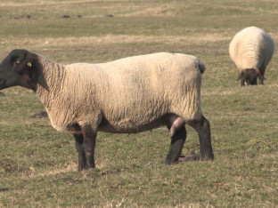 Folksvagen „zaposlio“ 100 ovaca