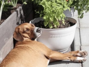 Veterinarka otkriva zašto psi leže na suncu i tokom najvećih vrućina