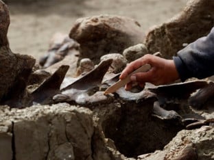 Nizak vodostaj Dunava otkrio moguće ostatke mamuta u Bugarskoj