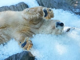 Praški zoološki vrt hladi polarne medvjede tonama leda zbog toplotnog talasa