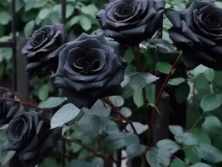 Мисица (23) пронађена мртва у стану