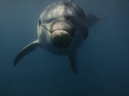 Делфин Оливер први пут снимљен испод површине мора