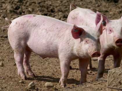 Појачати биосигурносне мјере због близине жаришта афричке куге свиња