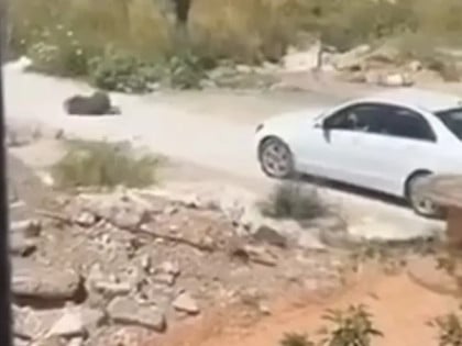 Прегазила пса па покушала да побјегне из Црне Горе, полиција је ухапсила