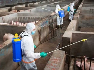 Министартство: Афричка куга свиња се може зауставити само заједничком одговорношћу