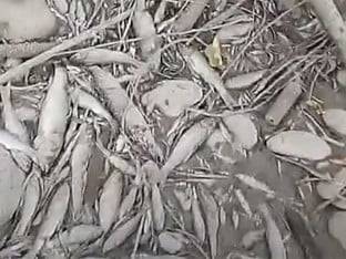 Suša uzela danak, na ušću Turjanice u Vrbas nema vode ni za ribe