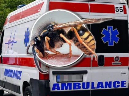 Stršljen usmrtio Beograđanina