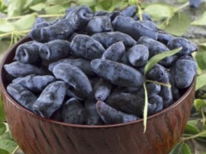Моћна биљка која лијечи различите болести