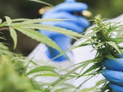 Uhapšene dvije osobe, pronađena laboratorija za uzgoj kanabisa