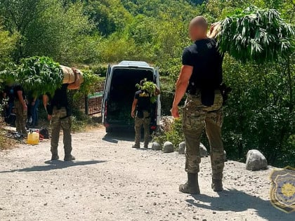 Velika akcija FUP-a kod Mostara: Na 12 plantaža pronađeno 1.679 stabljika kanabisa