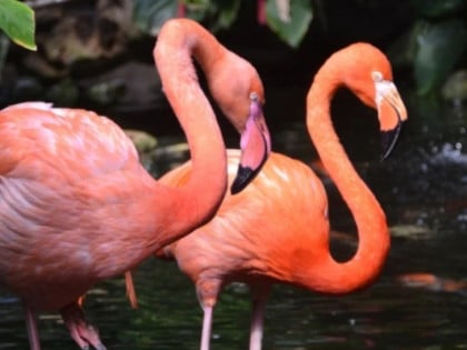 Zanimljivosti o flamingosima